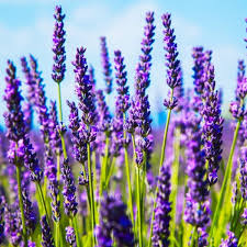 <span class='p-name'>Jual Lavender Oil</span>