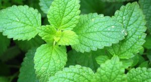 Jual Peppermint Oil