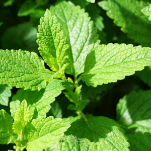 Jual Peppermint Oil