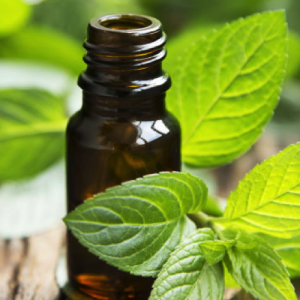 Jual Peppermint Oil Jakarta