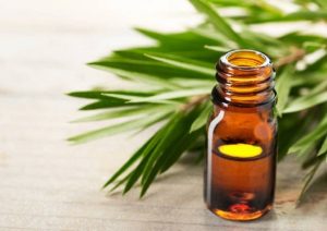 Jual Tea Tree Oil Jakarta